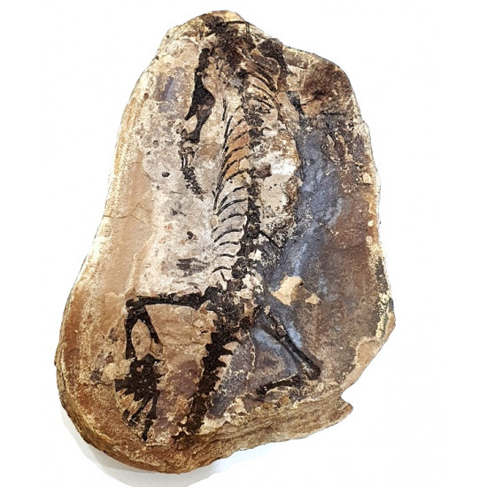 Barasaurus besairiei