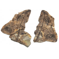 Barasaurus besairiei