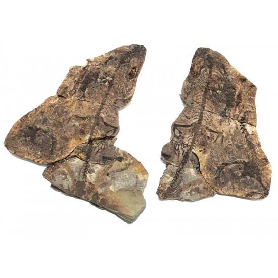 Barasaurus besairiei