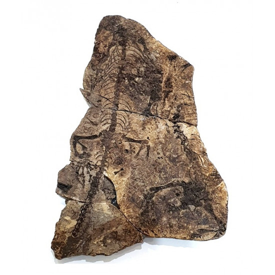 Barasaurus besairiei