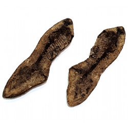 Barasaurus besairiei