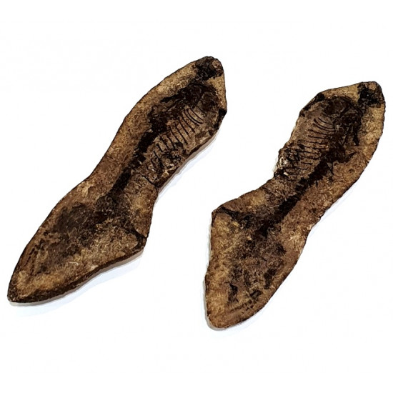 Barasaurus besairiei