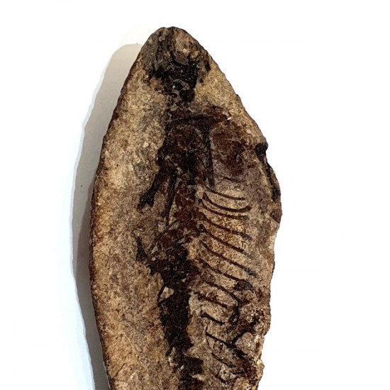 Barasaurus besairiei