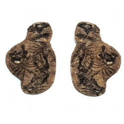 Barasaurus besairiei