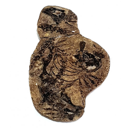 Barasaurus besairiei