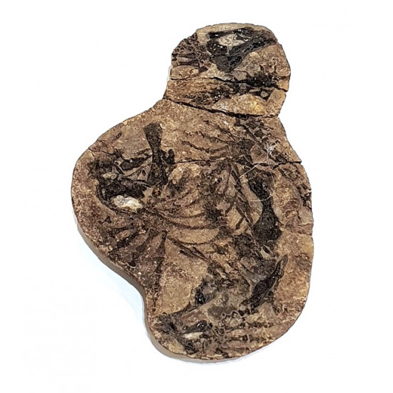 Barasaurus besairiei