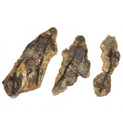 Barasaurus besairiei