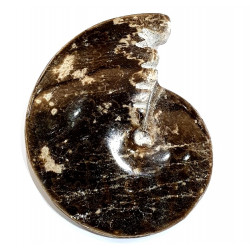 choffaticeras sinaiticum