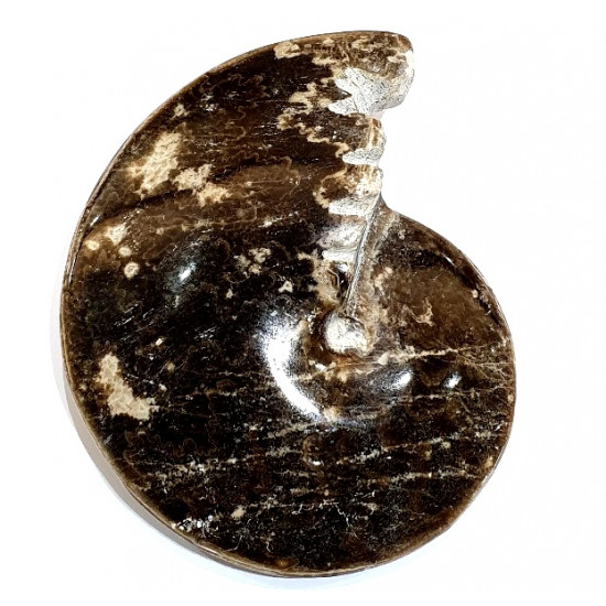 choffaticeras sinaiticum