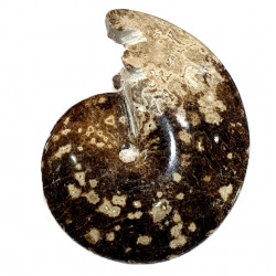 choffaticeras sinaiticum
