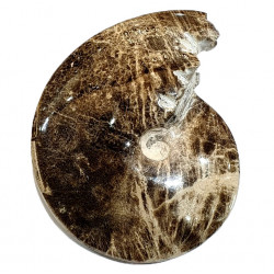 choffaticeras sinaiticum