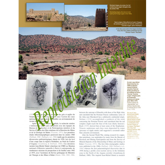 Fossils from Morocco - Volume 2a