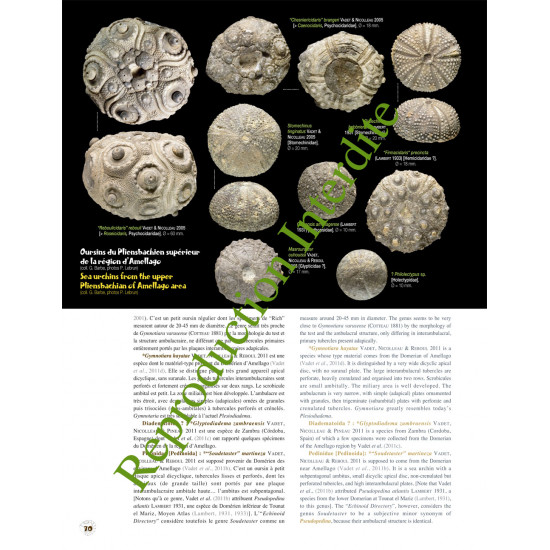 Fossils from Morocco - Volume 2a