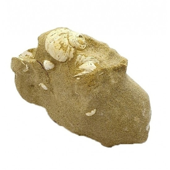 viviparus suevicus