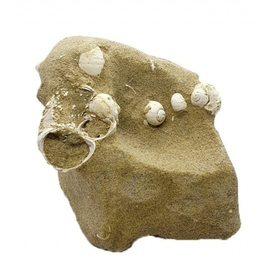 viviparus suevicus
