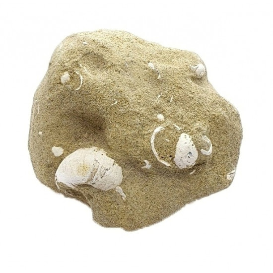 viviparus suevicus