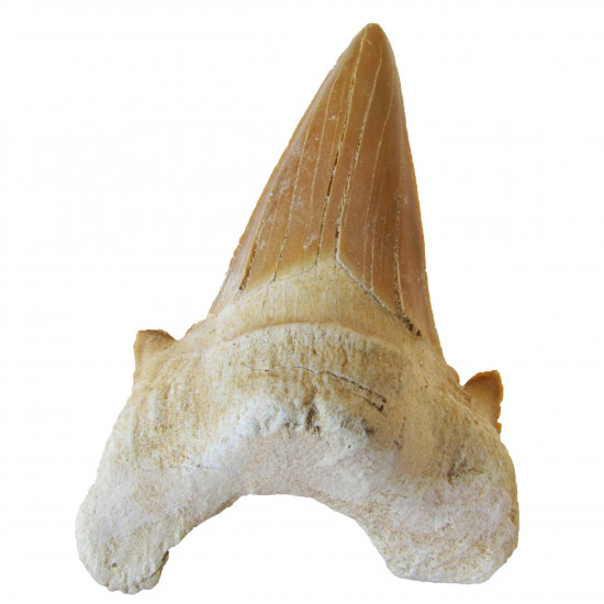 Otodus obliquus