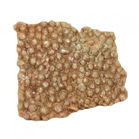 dinosaur eggshell