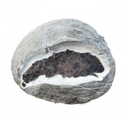 scaumenacia curta
