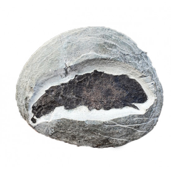 scaumenacia curta