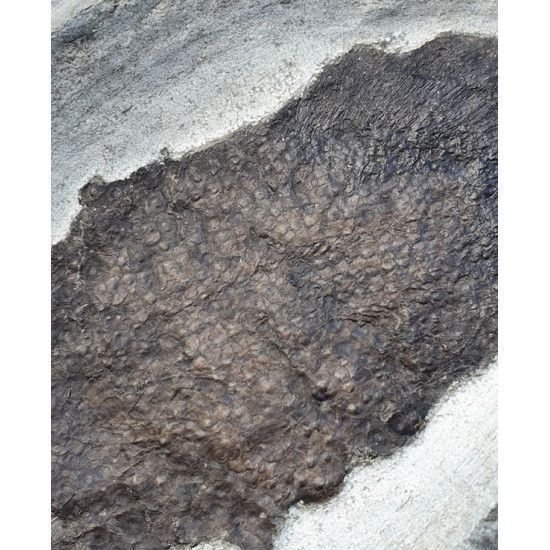 scaumenacia curta