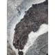 scaumenacia curta