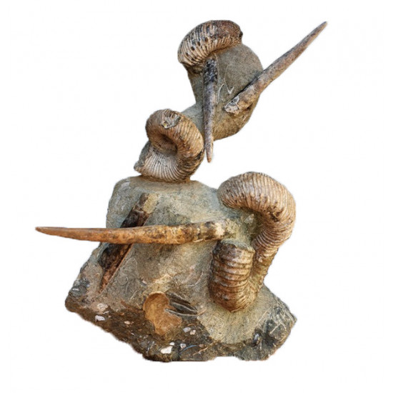 bostrychoceras polyplocum and baculites sp.