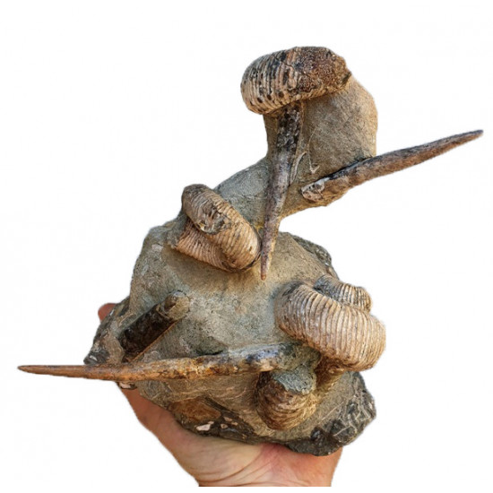 bostrychoceras polyplocum and baculites sp.