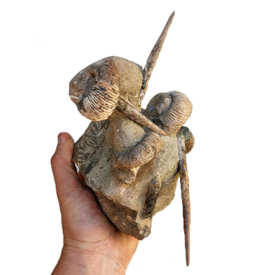 bostrychoceras polyplocum and baculites sp.