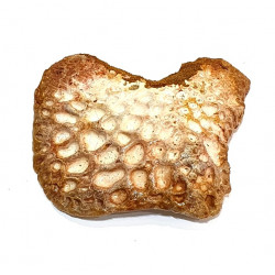 elosuchus cherifiensis (skin plaque)