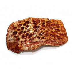 elosuchus cherifiensis (skin plaque)