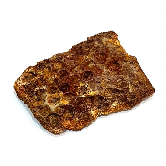 elosuchus cherifiensis (skin plaque)
