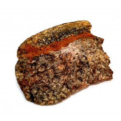 elosuchus cherifiensis (skin plaque)