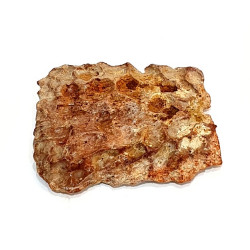 elosuchus cherifiensis (skin plaque)