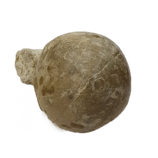 Echinocorys scutata (forma sulcata)