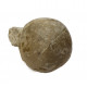 Echinocorys scutata (forma sulcata)