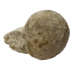 Echinocorys scutata (forma sulcata)