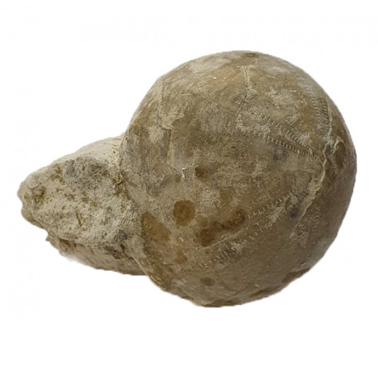 Echinocorys scutata (forma sulcata)
