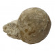 Echinocorys scutata (forma sulcata)