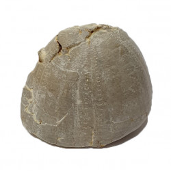 Echinocorys scutata