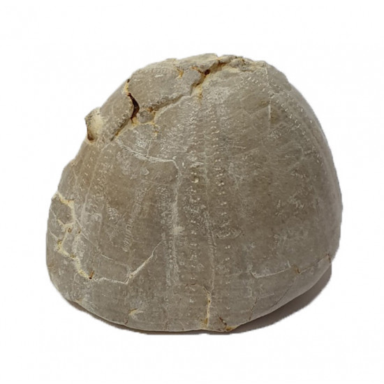 Echinocorys scutata
