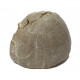 Echinocorys scutata