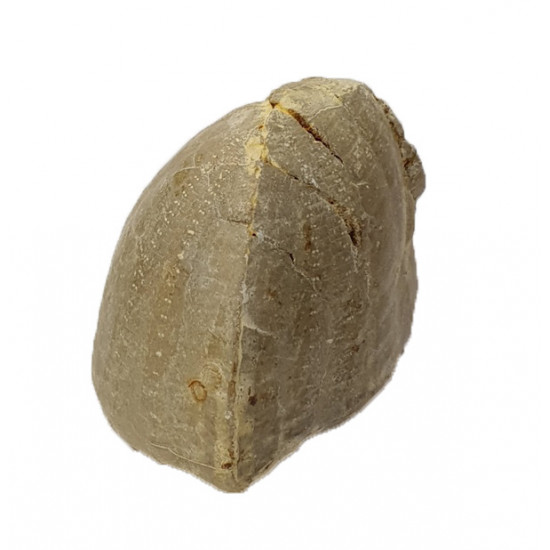 Echinocorys scutata