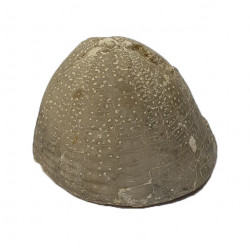 Echinocorys scutata