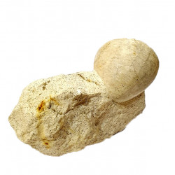echinocorys perconica