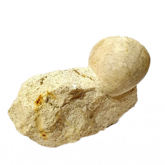 echinocorys perconica