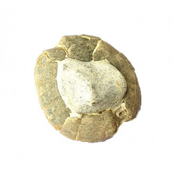Cardiaster granulosus