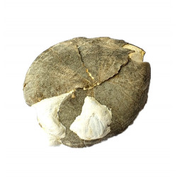 Cardiaster granulosus
