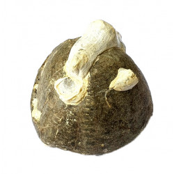 Echinocorys scutata
