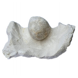 echinocorys perconica